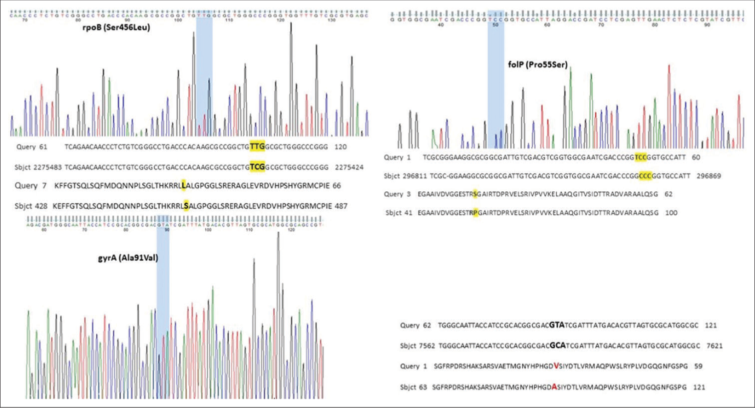 Chromatogram showing point mutations in rpoB, folP, and gyrA gene followed by BLAST result.